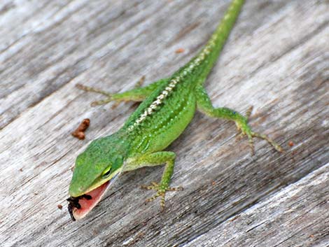 Green Anole (Anolis carolinensis)