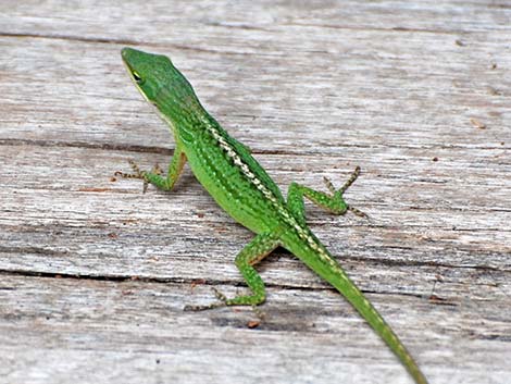 Green Anole (Anolis carolinensis)