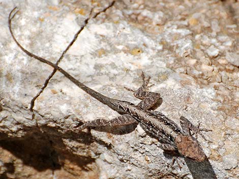 Brown Anole (Anolis sagrei)