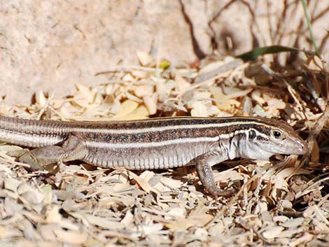 Sonoran Spotted Whiptail (Aspidoscelis sonorae)