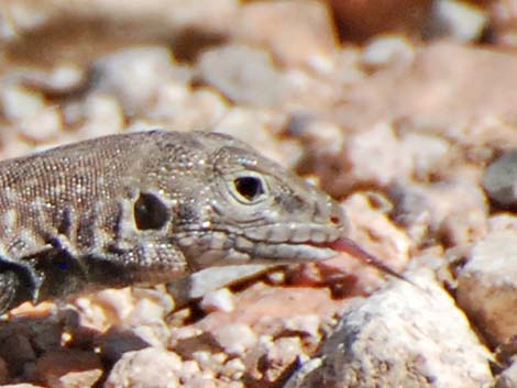 Sonoran Spotted Whiptail (Aspidoscelis sonorae)