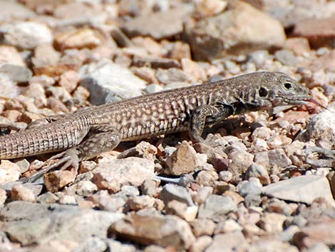 Sonoran Spotted Whiptail (Aspidoscelis sonorae)