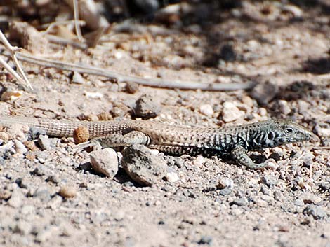 Western Whiptail (Aspidoscelis tigris)