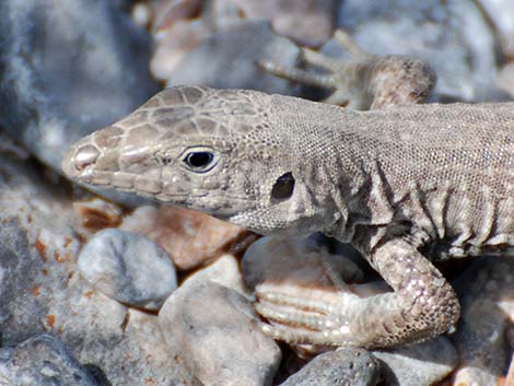 Western Whiptail (Aspidoscelis tigris)