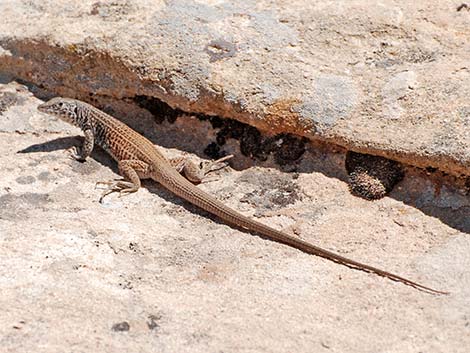 Western Whiptail (Aspidoscelis tigris)