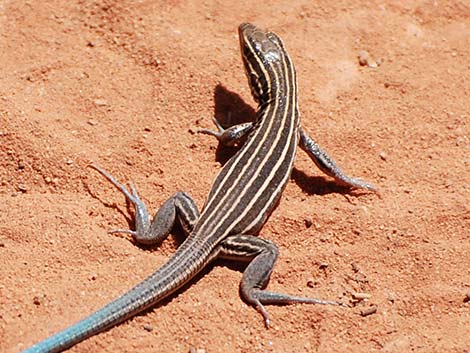 Plateau Striped Whiptail (Aspidoscelis velox)