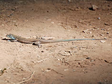 Plateau Striped Whiptail (Aspidoscelis velox)