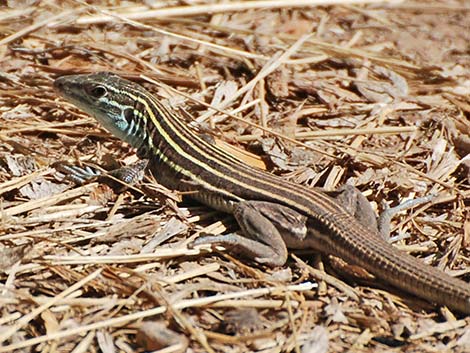 Plateau Striped Whiptail (Aspidoscelis velox)