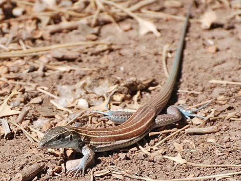 Plateau Striped Whiptail (Aspidoscelis velox)