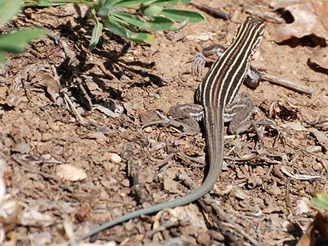 Plateau Striped Whiptail (Aspidoscelis velox)