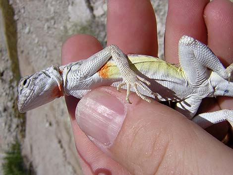 Zebra-tailed Lizard (Callisaurus draconoides)