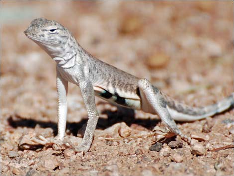 Zebra-tailed Lizard (Callisaurus draconoides)