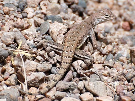 Zebra-tailed Lizard (Callisaurus draconoides)