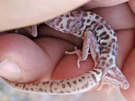 Western Banded Gecko (Coleonyx variegatus)