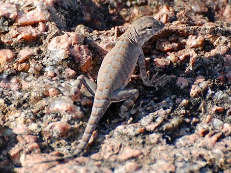 Greater Earless Lizard (Cophosaurus texanus)