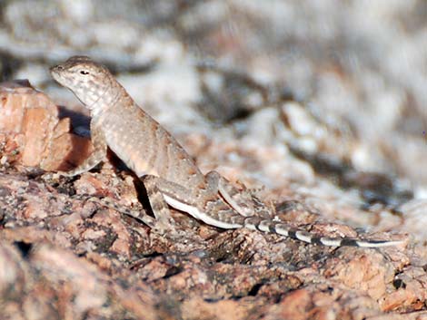 Greater Earless Lizard (Cophosaurus texanus)