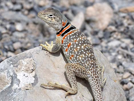 Great Basin Collared Lizard (Crotaphytus bicinctores)