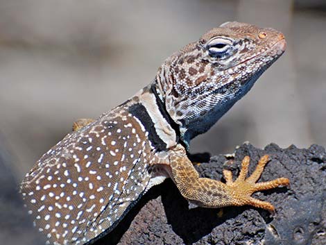 Great Basin Collared Lizard (Crotaphytus bicinctores)