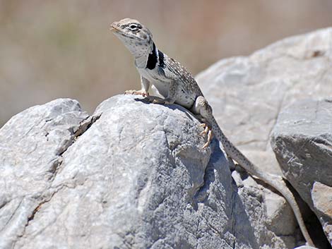 Great Basin Collared Lizard (Crotaphytus bicinctores)