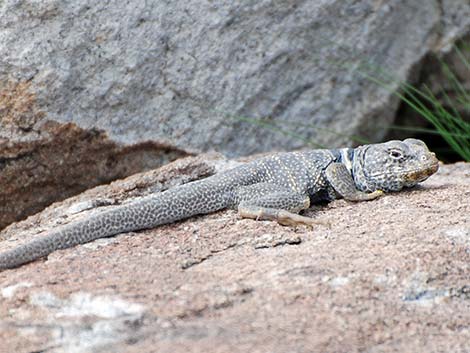 Great Basin Collared Lizard (Crotaphytus bicinctores)