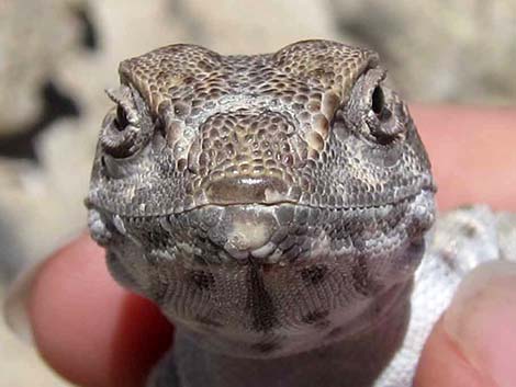 Great Basin Collared Lizard (Crotaphytus bicinctores)