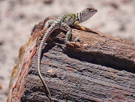 Common Collared Lizard (Crotaphytus collaris)