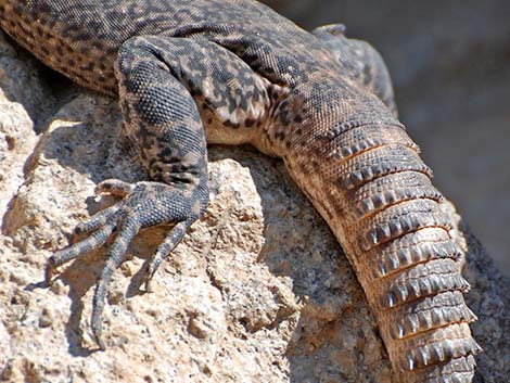 Sonoran Spiny-tailed Iguana (Ctenosaura hemilopha)