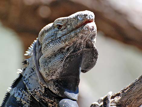 Spiny-tailed Iguana (Ctenosaura hemilopha)