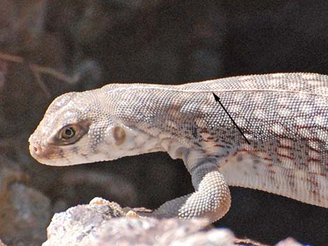 Desert Iguana (Dipsosaurus dorsalis)