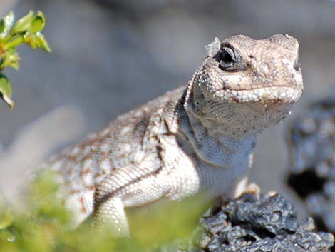 Desert Iguana (Dipsosaurus dorsalis)