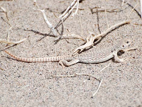 Desert Iguana (Dipsosaurus dorsalis)