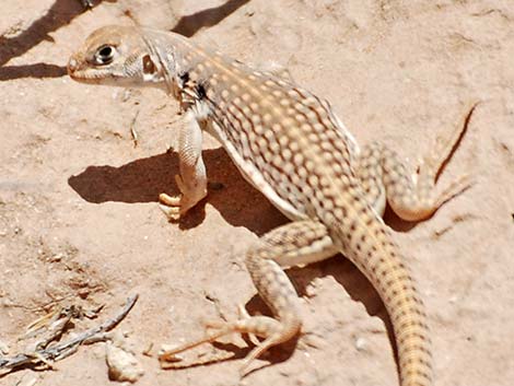 Desert Iguana (Dipsosaurus dorsalis)