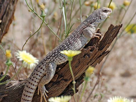 Desert Iguana (Dipsosaurus dorsalis)