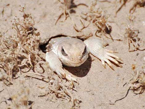 Desert Iguana (Dipsosaurus dorsalis)