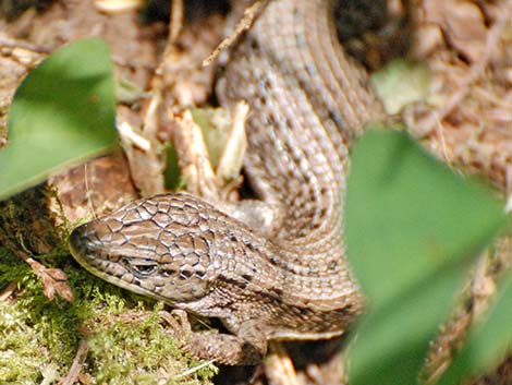 Northwestern Alligator Lizard (Elgaria coerulea principis)