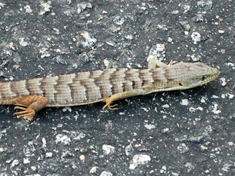 California Alligator Lizard (Elgaria multicarinata multicarinata)