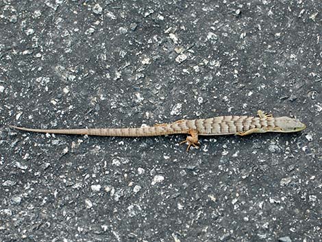 California Alligator Lizard (Elgaria multicarinata multicarinata)