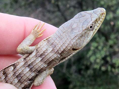 California Alligator Lizard (Elgaria multicarinata multicarinata)