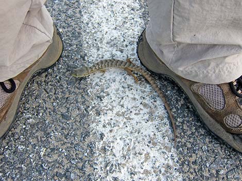 California Alligator Lizard (Elgaria multicarinata multicarinata)