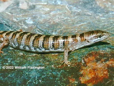 Panamint Alligator Lizard (Elgaria panamintina)