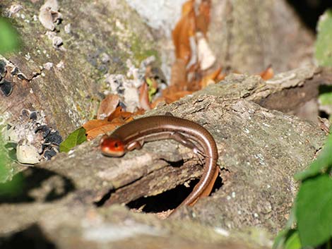 Broad-headed Skink (Eumeces laticeps)