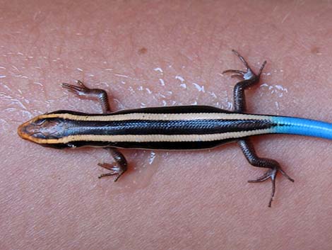 Great Basin Skink (Plestiodon skiltonianus utahensis)