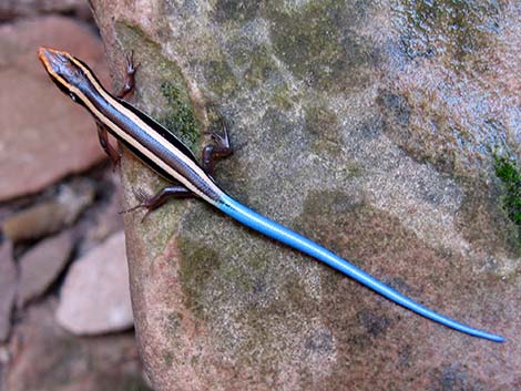 Western Skink (Plestiodon skiltonianus)