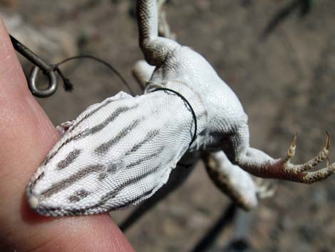 Long-nosed Leopard Lizard (Gambelia wislizenii)