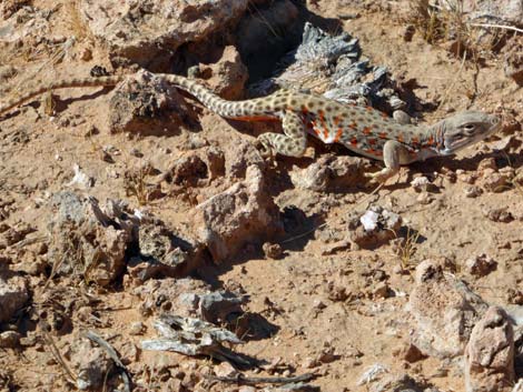 Leopard Lizard (Gambelia wislizenii)