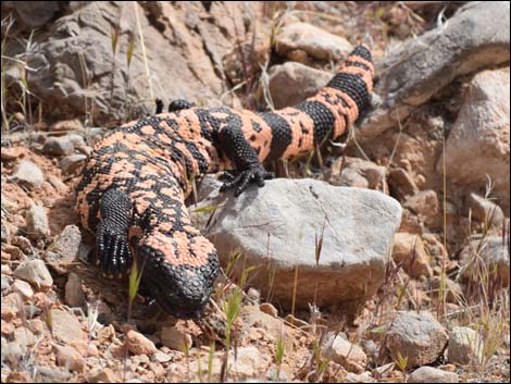 Gila Monster (Heloderma suspectus)