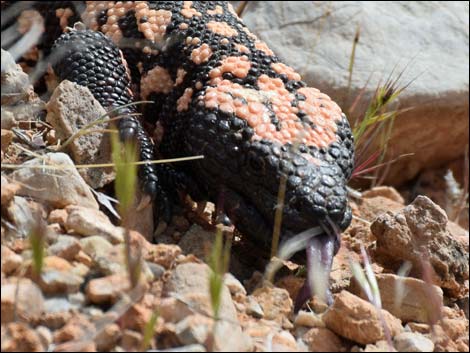 Gila Monster (Heloderma suspectus)