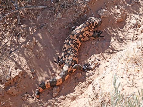 Gila Monster (Heloderma suspectus)