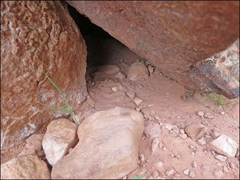 Gila Monster (Heloderma suspectus)