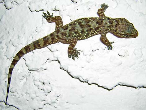 Mediterranean House Gecko (Hemidactylus turcicus)
